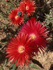 Lampranthus coccineus