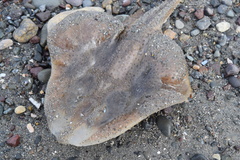 Leucoraja erinaceus
