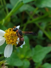 Pachodynerus erynnis