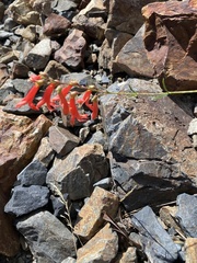 Penstemon rostriflorus