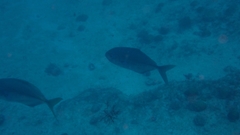 Uraspis helvola
