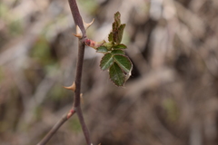 Rosa rubiginosa