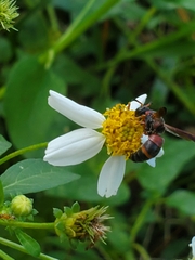 Pachodynerus erynnis