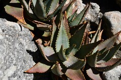 Aloe perfoliata