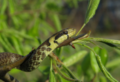 Zamenis longissimus