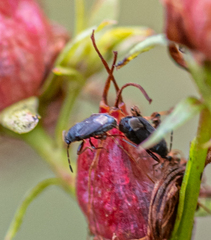 Stygnocoris rusticus