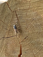 Tabanidae