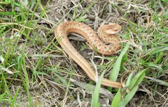 Dryophylax hypoconia