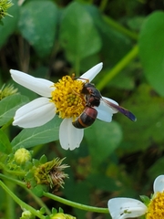 Pachodynerus erynnis