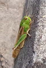 Locusta migratoria