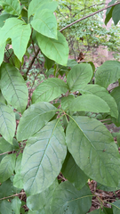 Chionanthus virginicus