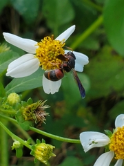 Pachodynerus erynnis