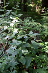 Symphytum caucasicum