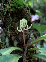 Peperomia pernambucensis