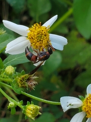 Pachodynerus erynnis