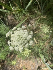 Daucus
