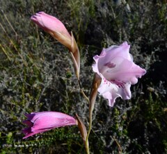 Gladiolus hirsutus