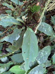 Peperomia pernambucensis