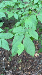Carpinus caroliniana