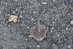 Leucoraja erinaceus