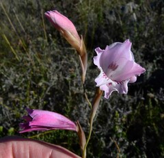 Gladiolus hirsutus
