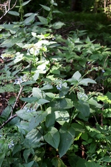 Symphytum caucasicum