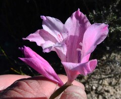 Gladiolus hirsutus