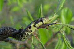 Zamenis longissimus