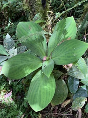 Costaceae