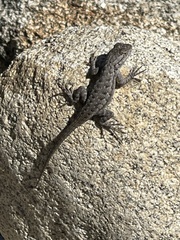 Sceloporus occidentalis longipes