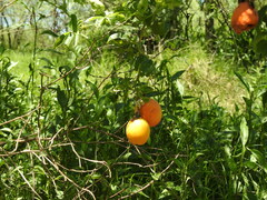 Passiflora caerulea