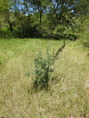 Geoffroea decorticans