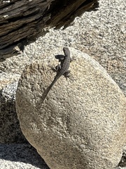 Sceloporus occidentalis longipes