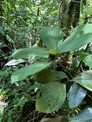 Costaceae