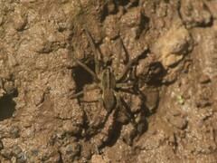 Tigrosa helluo