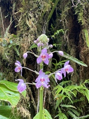 Spathoglottis pacifica