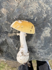 Amanita