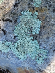 Flavoparmelia baltimorensis