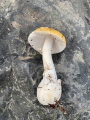 Amanita