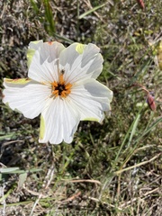 Monsonia speciosa