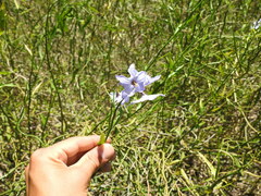 Solanum amygdalifolium