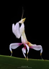 Hymenopus coronatus