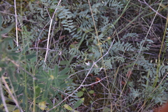 Astragalus tenellus