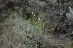 Astragalus tenellus