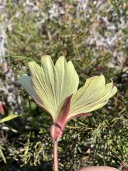 Monsonia speciosa