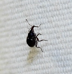Cyrtobagous salviniae
