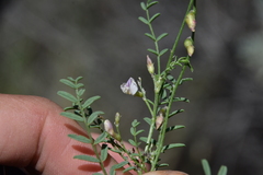 Astragalus tenellus