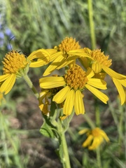 Verbesina helianthoides