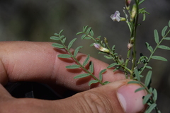 Astragalus tenellus