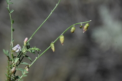 Astragalus tenellus